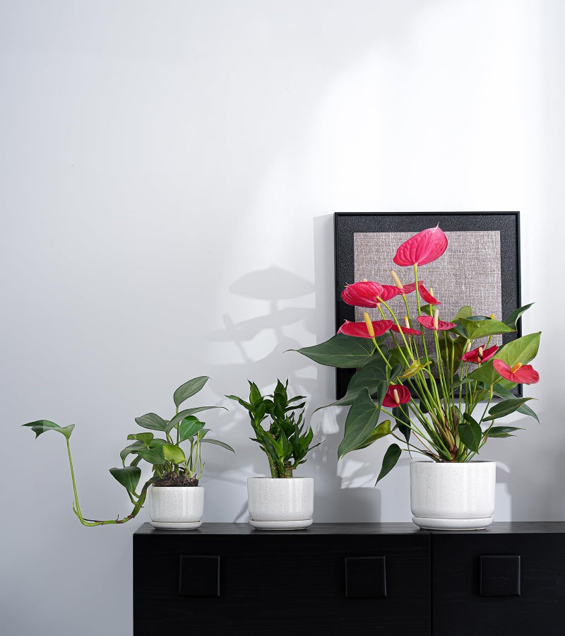 Ton Sin Plant Pots, 4.1+5.1+6.5 inch, Set of 3, Ceramic Planters with Drainage Hole and Saucer, Indoor Flower Pot with Drainage Hole, Gifts for Mom(Reactive Glaze White) - Image 3
