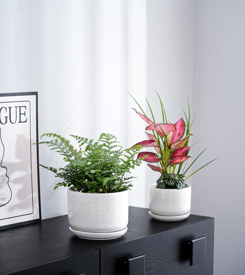 Ton Sin Plant Pots, 4.1+5.1+6.5 inch, Set of 3, Ceramic Planters with Drainage Hole and Saucer, Indoor Flower Pot with Drainage Hole, Gifts for Mom(Reactive Glaze White) - Image 4