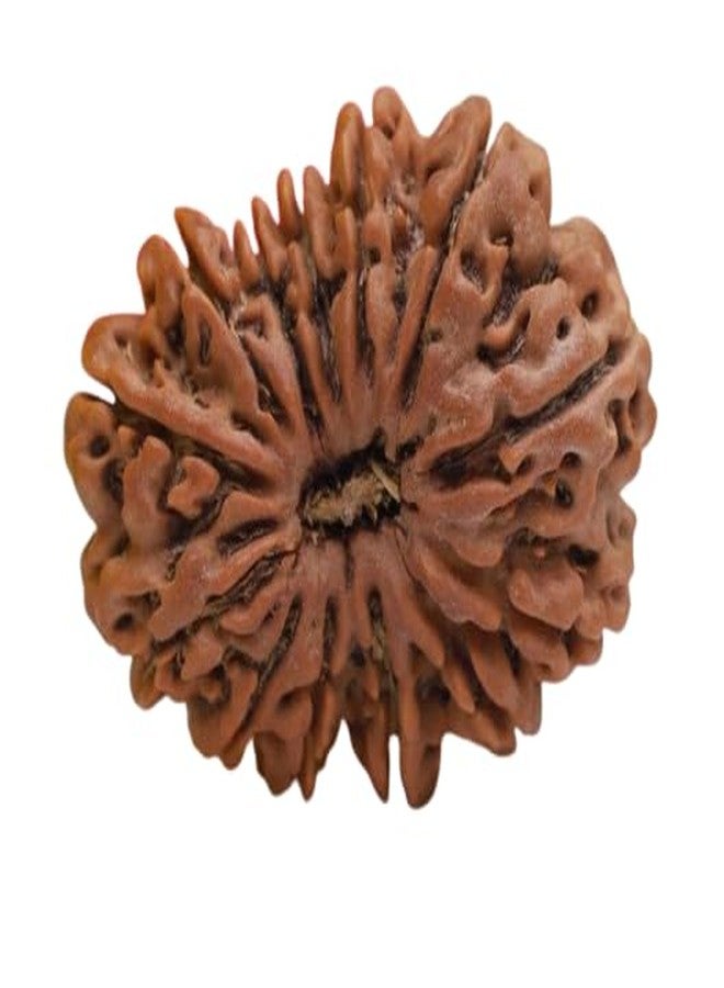 IRIS GEMS 13 Mukhi Rudraksha Original Certified Nepal तेरह मुखी रुद्राक्ष Energized 13 Faced Pendant Rudraksha Auspicious नेपाल 13 मुखी रुद्राक्ष Nepali 23mm Bead Blessed By Lord Kamdeva & Indra - Image 1