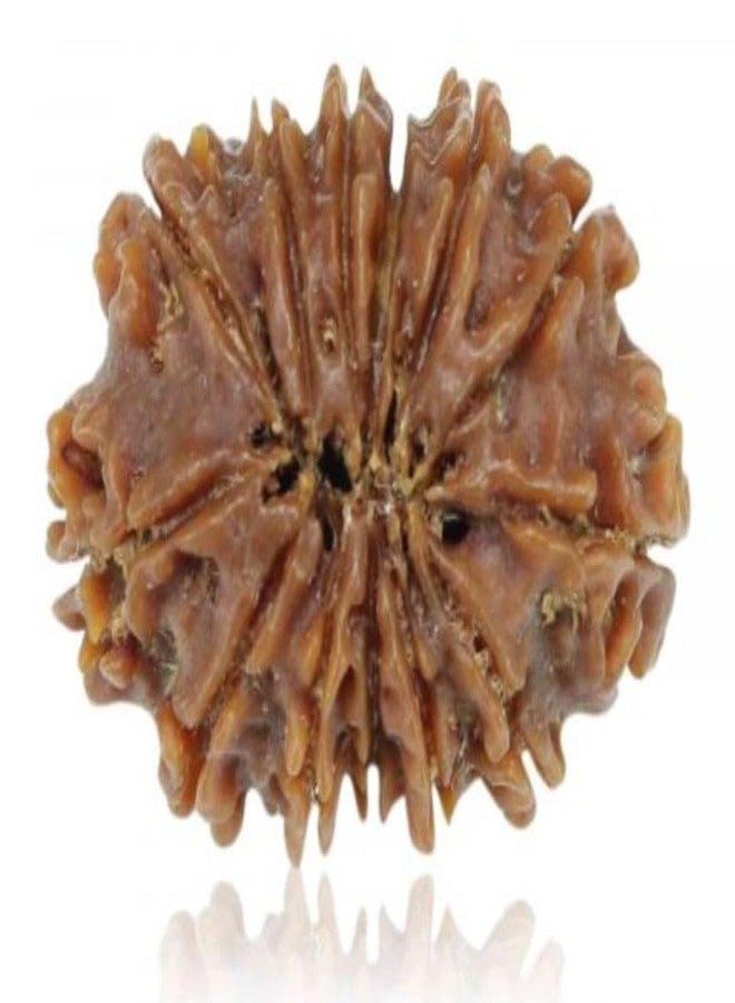 IRIS GEMS 13 Mukhi Rudraksha Original Certified Nepal तेरह मुखी रुद्राक्ष Energized 13 Faced Pendant Rudraksha Auspicious नेपाल 13 मुखी रुद्राक्ष Nepali 23mm Bead Blessed By Lord Kamdeva & Indra - Image 2