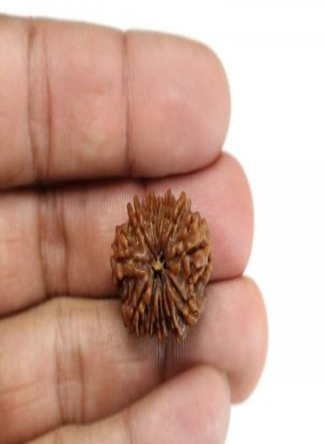 IRIS GEMS 13 Mukhi Rudraksha Original Certified Nepal तेरह मुखी रुद्राक्ष Energized 13 Faced Pendant Rudraksha Auspicious नेपाल 13 मुखी रुद्राक्ष Nepali 23mm Bead Blessed By Lord Kamdeva & Indra - Image 3