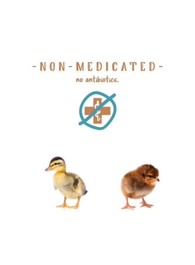 Manna Pro NonMedicated Starter Crumble Feed For Chicks & Ducklings|Formulated With Vitamins & Minerals|5 Pounds - Image 5