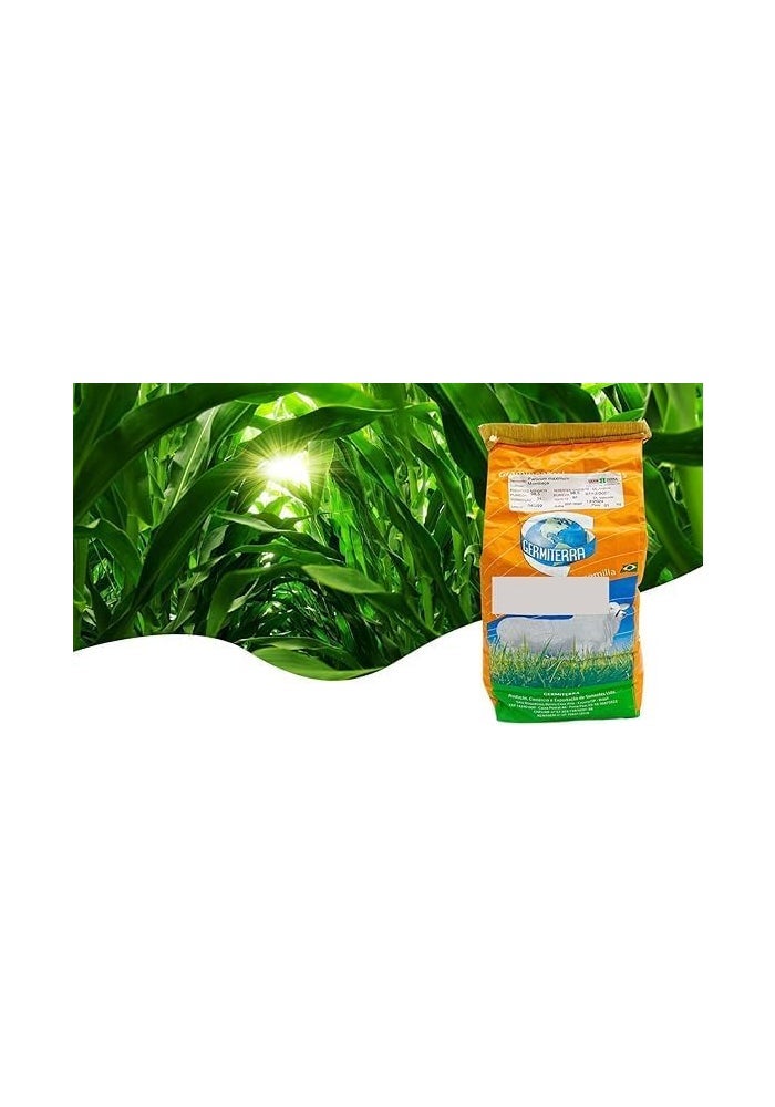 general Germiterra Bonicam Mombasa F1 Quality Seeds - 1kg for Livestock Feed - Image 2