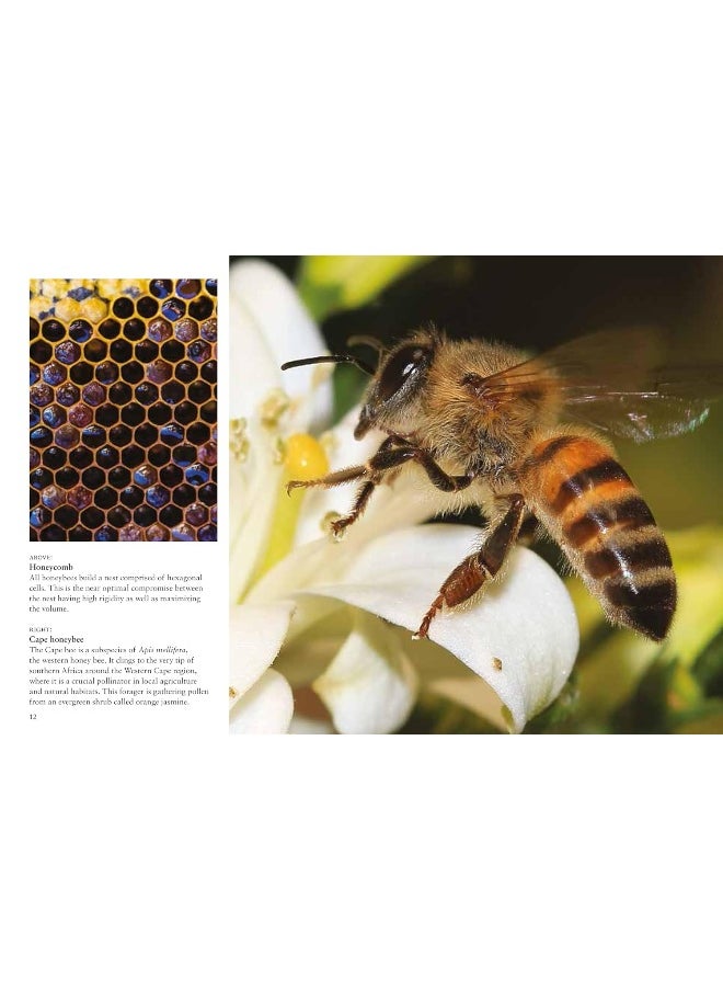 Bees  - Image 2