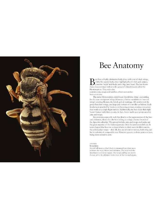 Bees  - Image 4