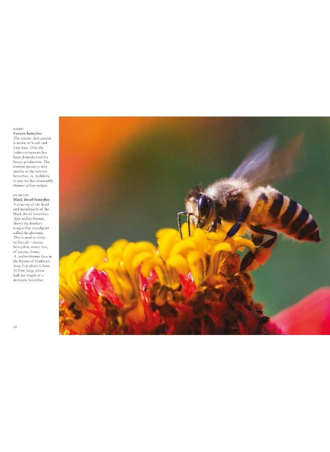 Bees  - Image 3
