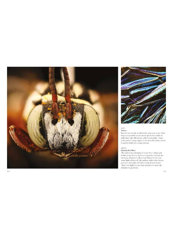 Bees  - Image 5