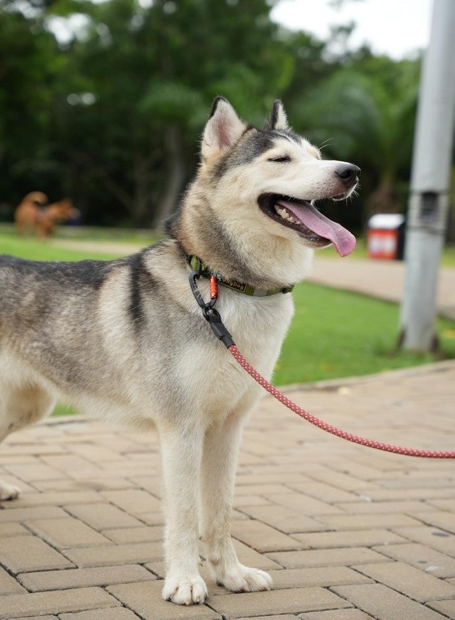 OllyDog طوق OllyDog Flagstaff، طوق جرو ناعم قابل للتعديل مع مشبك سريع الفتح، طوق مثالي للكلاب للاستخدام اليومي والمغامرات (متوسط، بنقشة خشب الصبار) - Image 3