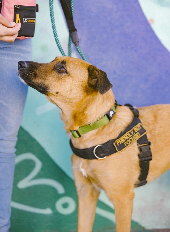 OllyDog طوق OllyDog Flagstaff، طوق جرو ناعم قابل للتعديل مع مشبك سريع الفتح، طوق مثالي للكلاب للاستخدام اليومي والمغامرات (متوسط، بنقشة خشب الصبار) - Image 5