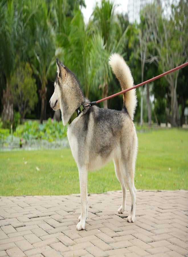 OllyDog طوق OllyDog Flagstaff، طوق جرو ناعم قابل للتعديل مع مشبك سريع الفتح، طوق مثالي للكلاب للاستخدام اليومي والمغامرات (متوسط، بنقشة خشب الصبار) - Image 2