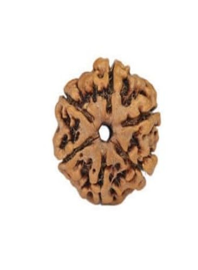 TRINETRA GEMS STONE Precious 6 Mukhi Rudraksha With Capping Nepali Beads Superb Round Shaped Original Certified By IGL Lab Natural Six Face Rudraksha Wear For Men And Women - Image 1