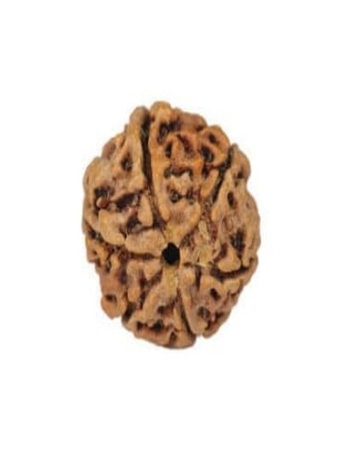 TRINETRA GEMS STONE Precious 6 Mukhi Rudraksha With Capping Nepali Beads Superb Round Shaped Original Certified By IGL Lab Natural Six Face Rudraksha Wear For Men And Women - Image 2