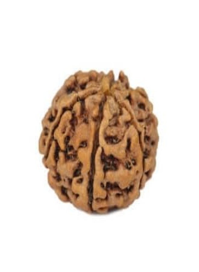 TRINETRA GEMS STONE Precious 6 Mukhi Rudraksha With Capping Nepali Beads Superb Round Shaped Original Certified By IGL Lab Natural Six Face Rudraksha Wear For Men And Women - Image 3