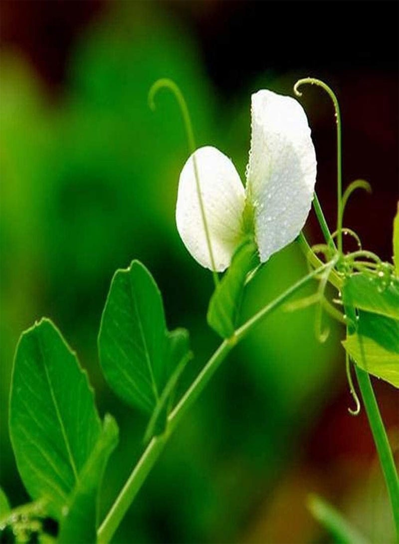 GGOOT 30pcs Pea Seeds Beautiful Petal Shape Annual Green Vegetables for Vine Climbing Planting Easy to Take Care Bring A Sense of Accomplishment - Image 2