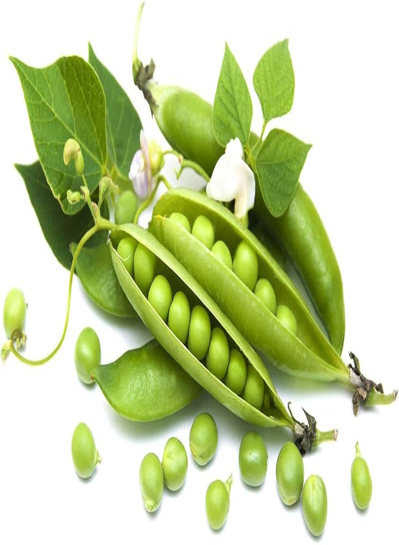 GGOOT 30pcs Pea Seeds Beautiful Petal Shape Annual Green Vegetables for Vine Climbing Planting Easy to Take Care Bring A Sense of Accomplishment - Image 3