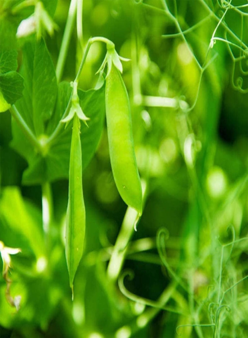 GGOOT 30pcs Pea Seeds Beautiful Petal Shape Annual Green Vegetables for Vine Climbing Planting Easy to Take Care Bring A Sense of Accomplishment - Image 1