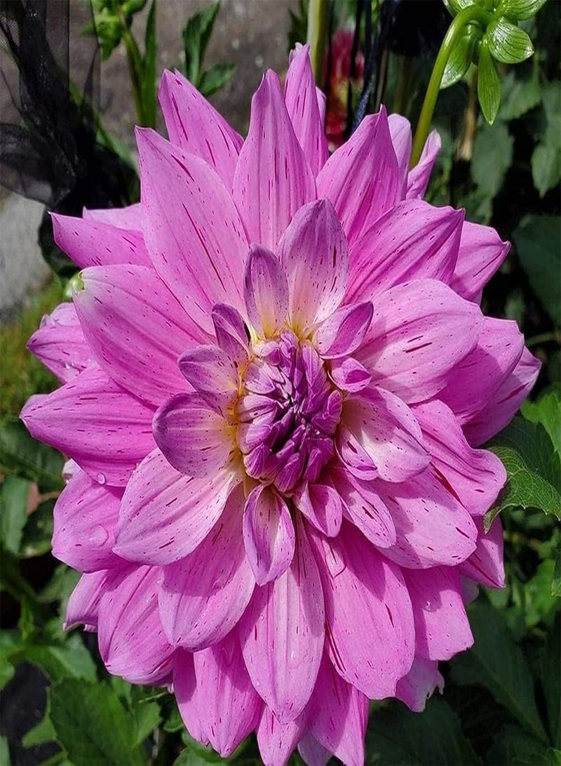 GGOOT 100pcs Gemengde Kleur Dahlia Zaden Geliefd bij Tuinders Gemakkelijk Survival Onmisbare Decoratie in Tuin Speciale Soorten Aanpasbaar  - Image 4