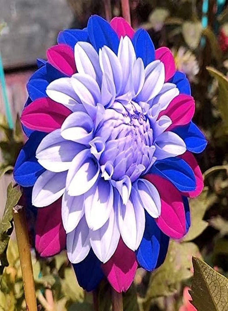 GGOOT 100pcs Gemengde Kleur Dahlia Zaden Geliefd bij Tuinders Gemakkelijk Survival Onmisbare Decoratie in Tuin Speciale Soorten Aanpasbaar  - Image 3