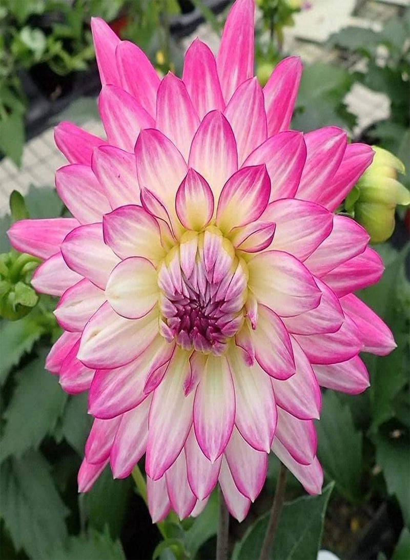 GGOOT 100pcs Gemengde Kleur Dahlia Zaden Geliefd bij Tuinders Gemakkelijk Survival Onmisbare Decoratie in Tuin Speciale Soorten Aanpasbaar  - Image 2