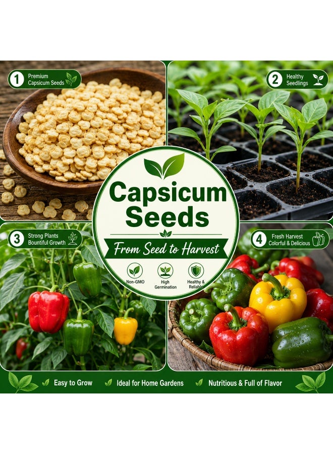 vsell24 Pack of 3-Capsicum Seeds for Planting - Mixed Red, Green & Yellow Bell Pepper - Image 2