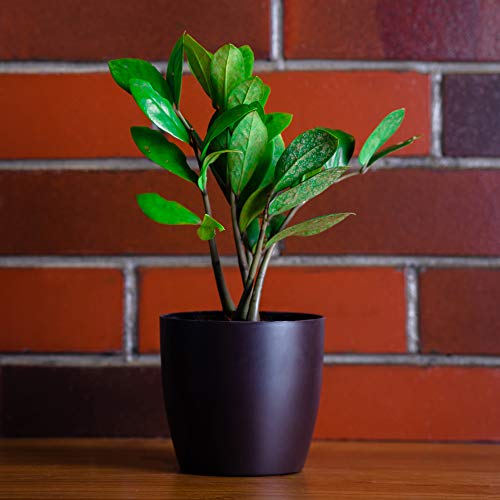 garbnoire Gardening Flower Pots - 5 Inch Plastic Flower Pots | Modern Decorative Indoor Outdoor Planters/Pots - Pack of (3, Coffee) - Image 1