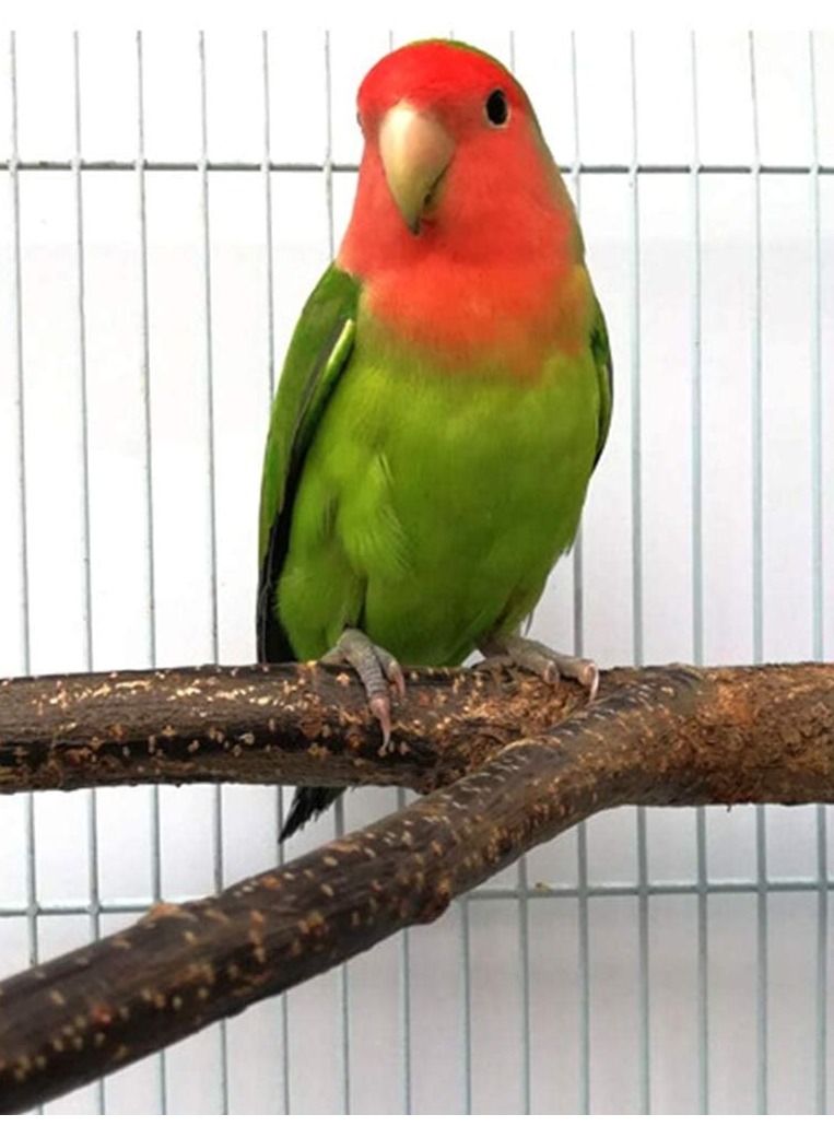 4 Pack Natural Wood Bird Perch Parrot Stand Branches Fork Toys - Image 3