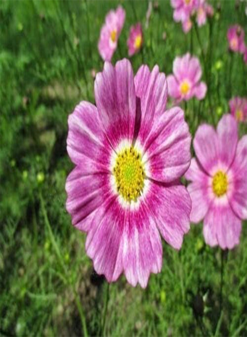 GGOOT 35+ Cosmos Happy Ring Flower Seeds / Long Lasting Annual / Drought Tolerant