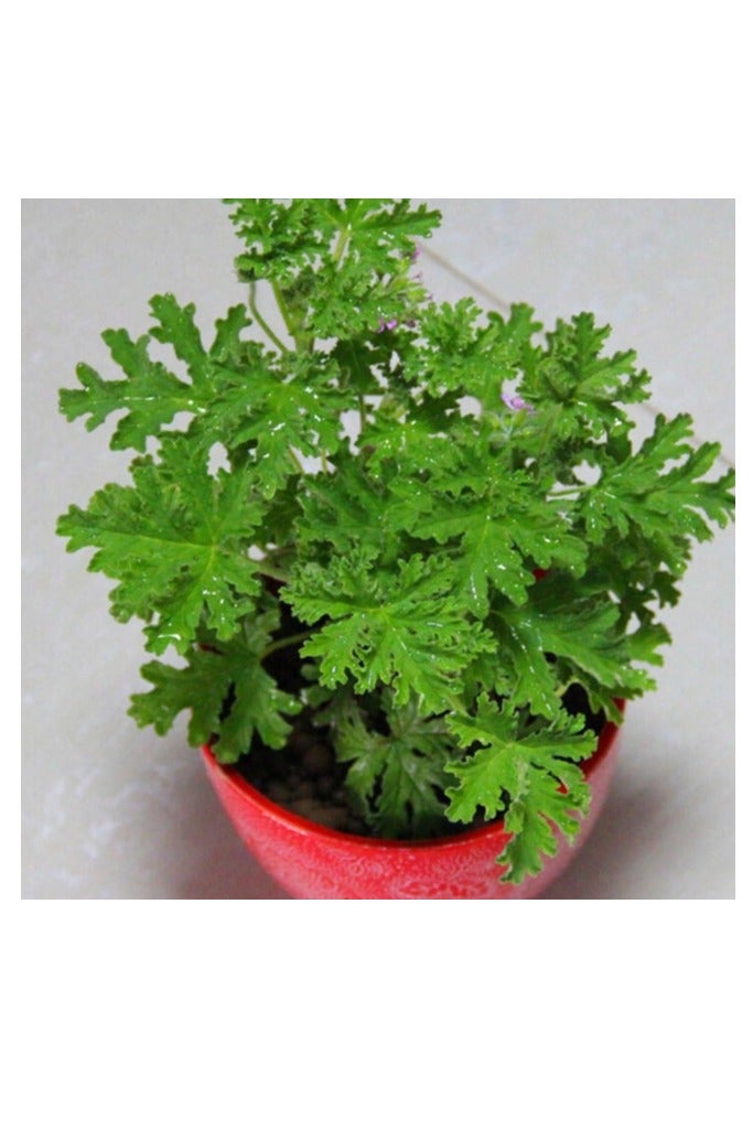 300PCS Citronella Plant Seeds Mosquito Repellent Plants Garden Ornamental Seeds - 300 Seeds Citronella Seeds - Image 2