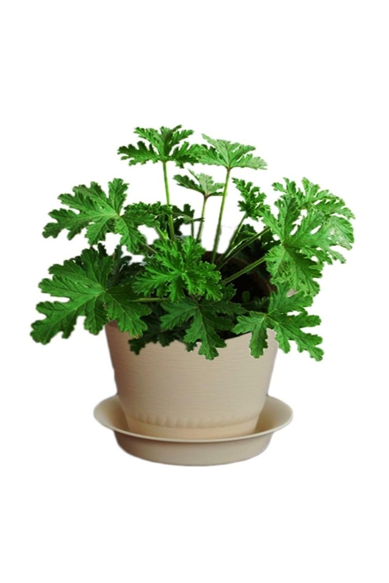 300PCS Citronella Plant Seeds Mosquito Repellent Plants Garden Ornamental Seeds - 300 Seeds Citronella Seeds - Image 1