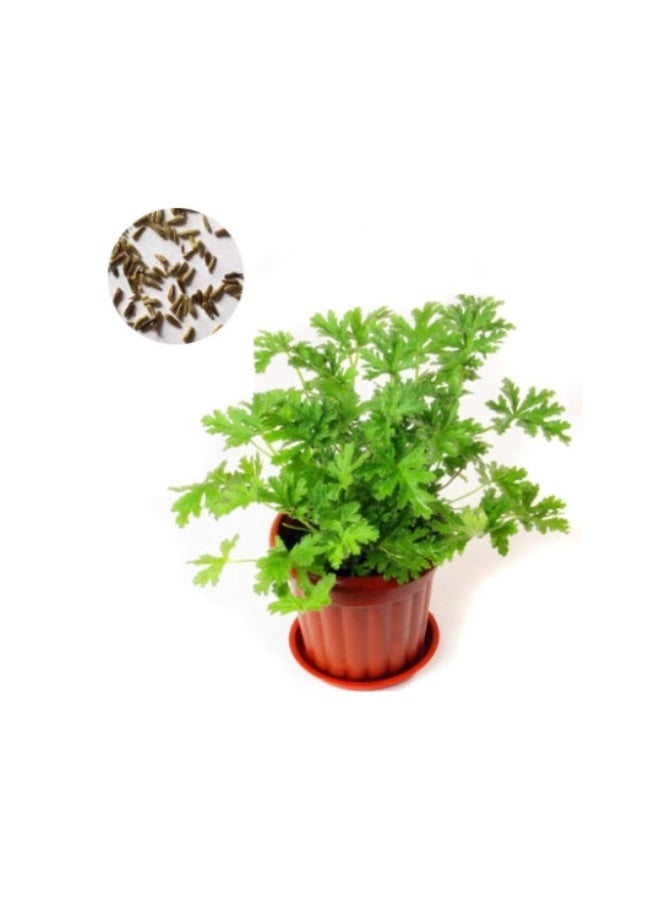 300PCS Citronella Plant Seeds Mosquito Repellent Plants Garden Ornamental Seeds - 300 Seeds Citronella Seeds - Image 3