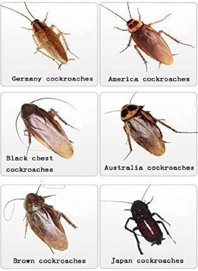 Generic - 10 Pack Cockroach Killing Bait Powder - Image 1