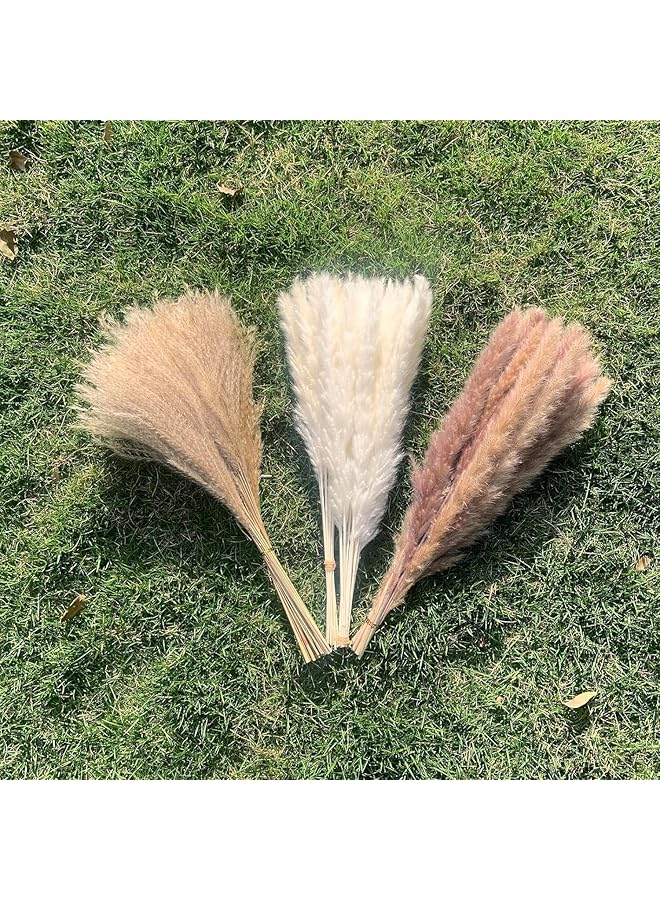 erorex Natural Dried Pampas Grass Bouquet : Brown White Reed Pampas Floral Arrangements Decorations For Home Room Office Party Decor 60Pcs  - Image 4