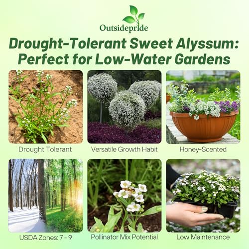 Outsidepride Perennial Sweet Alyssum Seeds - 5,000 Pieces White Lobularia Maritima Seeds for Ground Cover, Pollinator-Friendly Gardens, Drought-Tolerant Landscaping, Easy-to-Grow in USDA Zones 7-9 - Image 2