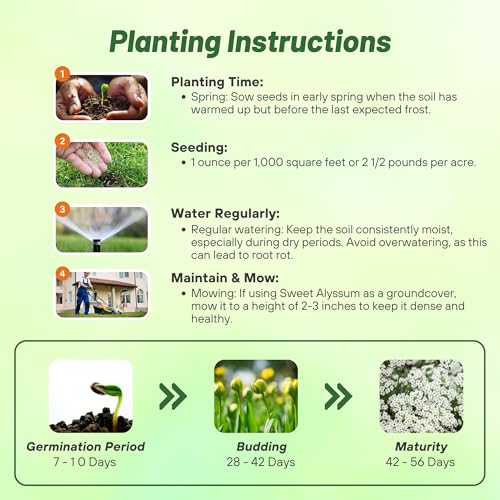 Outsidepride Perennial Sweet Alyssum Seeds - 5,000 Pieces White Lobularia Maritima Seeds for Ground Cover, Pollinator-Friendly Gardens, Drought-Tolerant Landscaping, Easy-to-Grow in USDA Zones 7-9 - Image 4