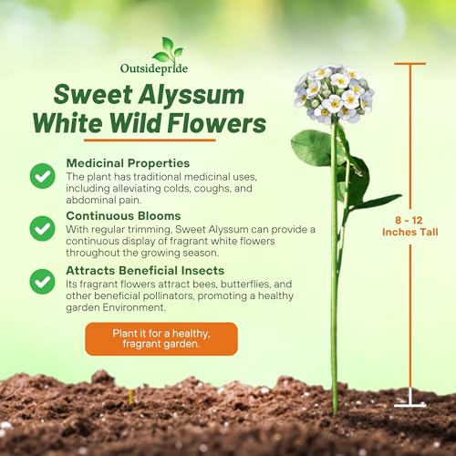 Outsidepride Perennial Sweet Alyssum Seeds - 5,000 Pieces White Lobularia Maritima Seeds for Ground Cover, Pollinator-Friendly Gardens, Drought-Tolerant Landscaping, Easy-to-Grow in USDA Zones 7-9 - Image 3