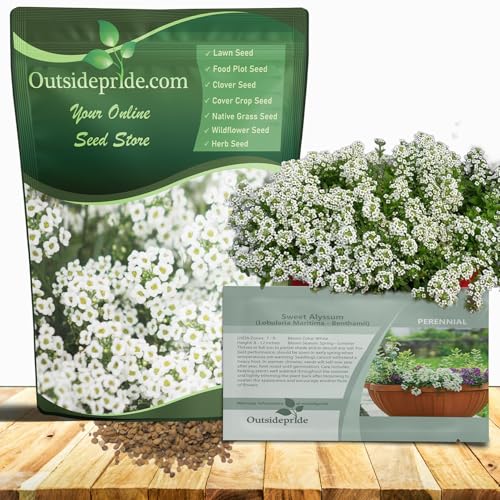 Outsidepride Perennial Sweet Alyssum Seeds - 5,000 Pieces White Lobularia Maritima Seeds for Ground Cover, Pollinator-Friendly Gardens, Drought-Tolerant Landscaping, Easy-to-Grow in USDA Zones 7-9 - Image 1
