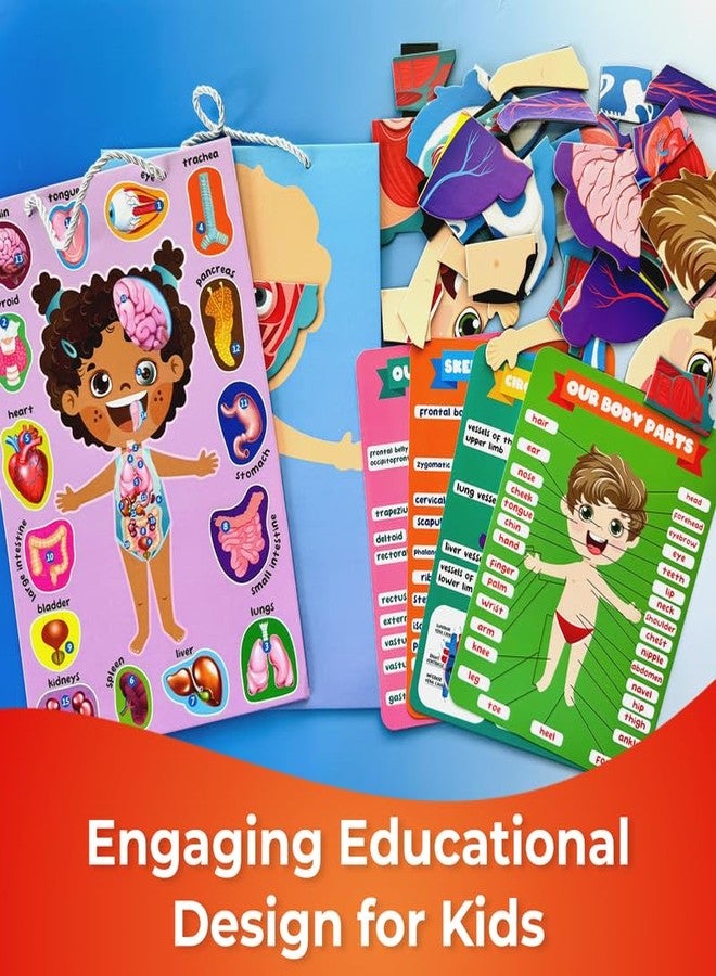 QUOKKA Magnetic Puzzles for Kids – Montessori Puzzles for Toddlers 3-5 – Preschool Game Learning Human Body Parts Anatomy Skeleton – Educational Toys for Boy & Girl - Image 5