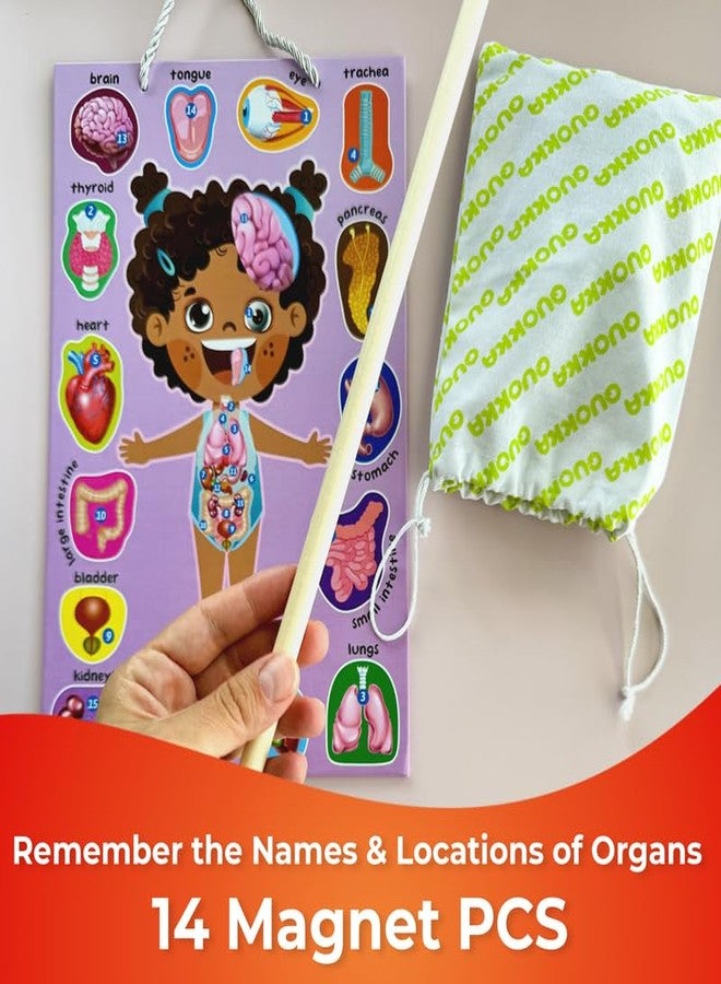 QUOKKA Magnetic Puzzles for Kids – Montessori Puzzles for Toddlers 3-5 – Preschool Game Learning Human Body Parts Anatomy Skeleton – Educational Toys for Boy & Girl - Image 4
