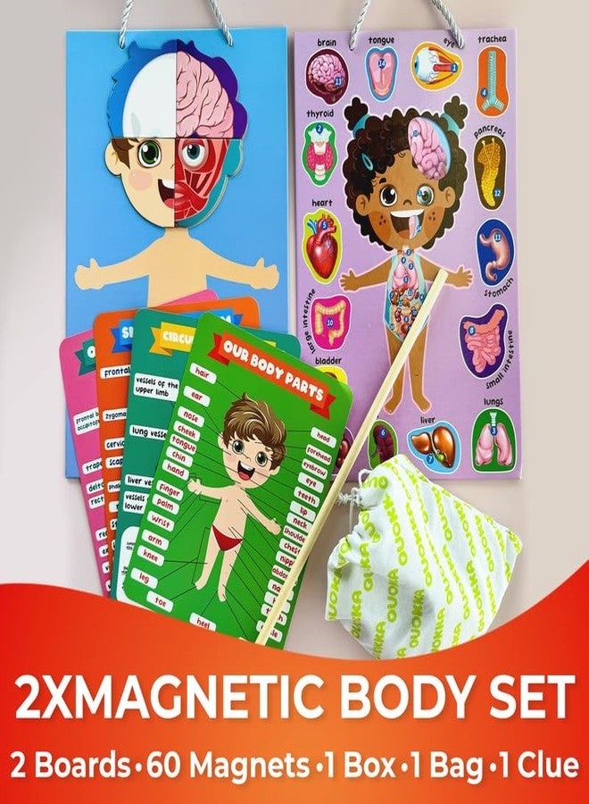 QUOKKA Magnetic Puzzles for Kids – Montessori Puzzles for Toddlers 3-5 – Preschool Game Learning Human Body Parts Anatomy Skeleton – Educational Toys for Boy & Girl - Image 2