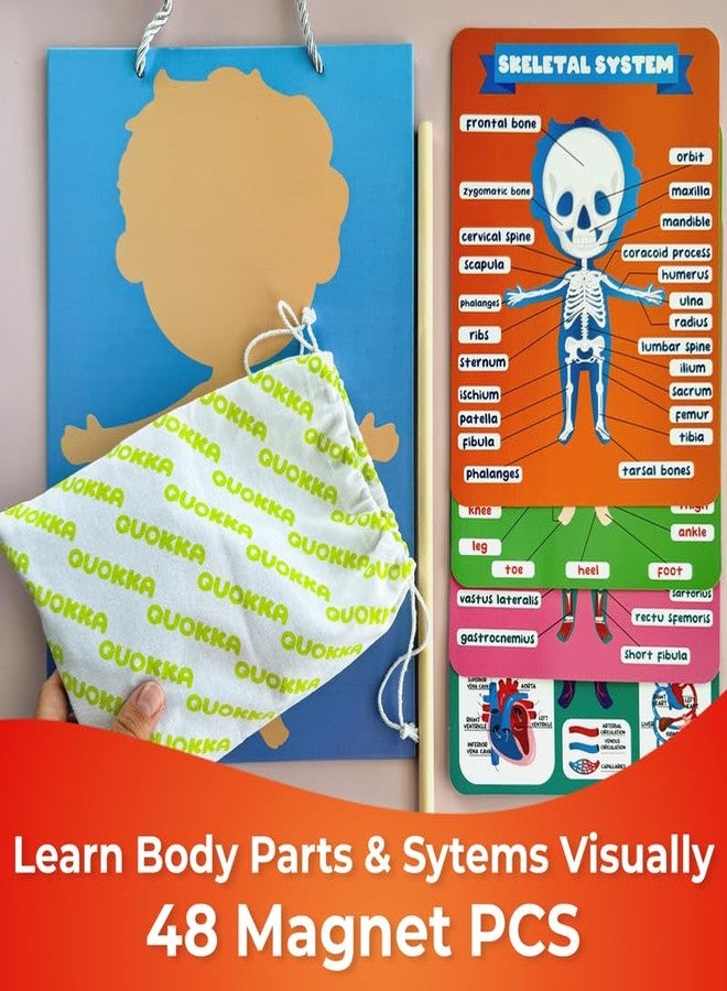 QUOKKA Magnetic Puzzles for Kids – Montessori Puzzles for Toddlers 3-5 – Preschool Game Learning Human Body Parts Anatomy Skeleton – Educational Toys for Boy & Girl - Image 3