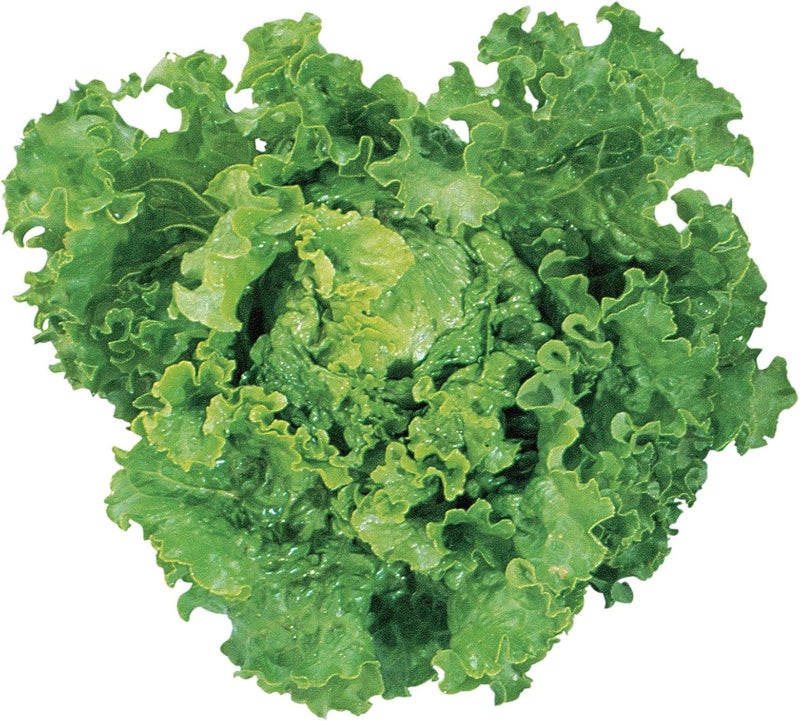 Burpee Green Ice Lettuce Seeds 1000 seeds - Image 1