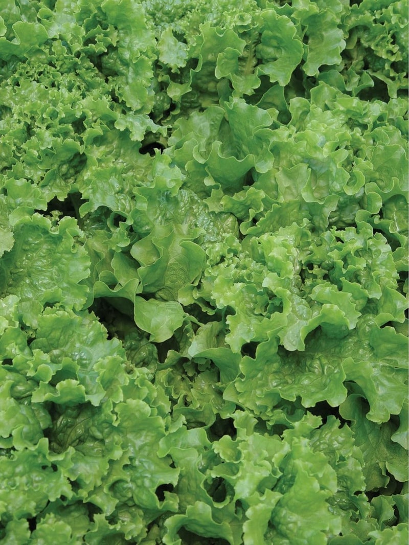 Burpee Green Ice Lettuce Seeds 1000 seeds - Image 4