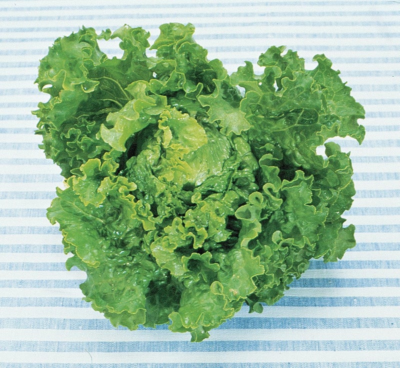 Burpee Green Ice Lettuce Seeds 1000 seeds - Image 2