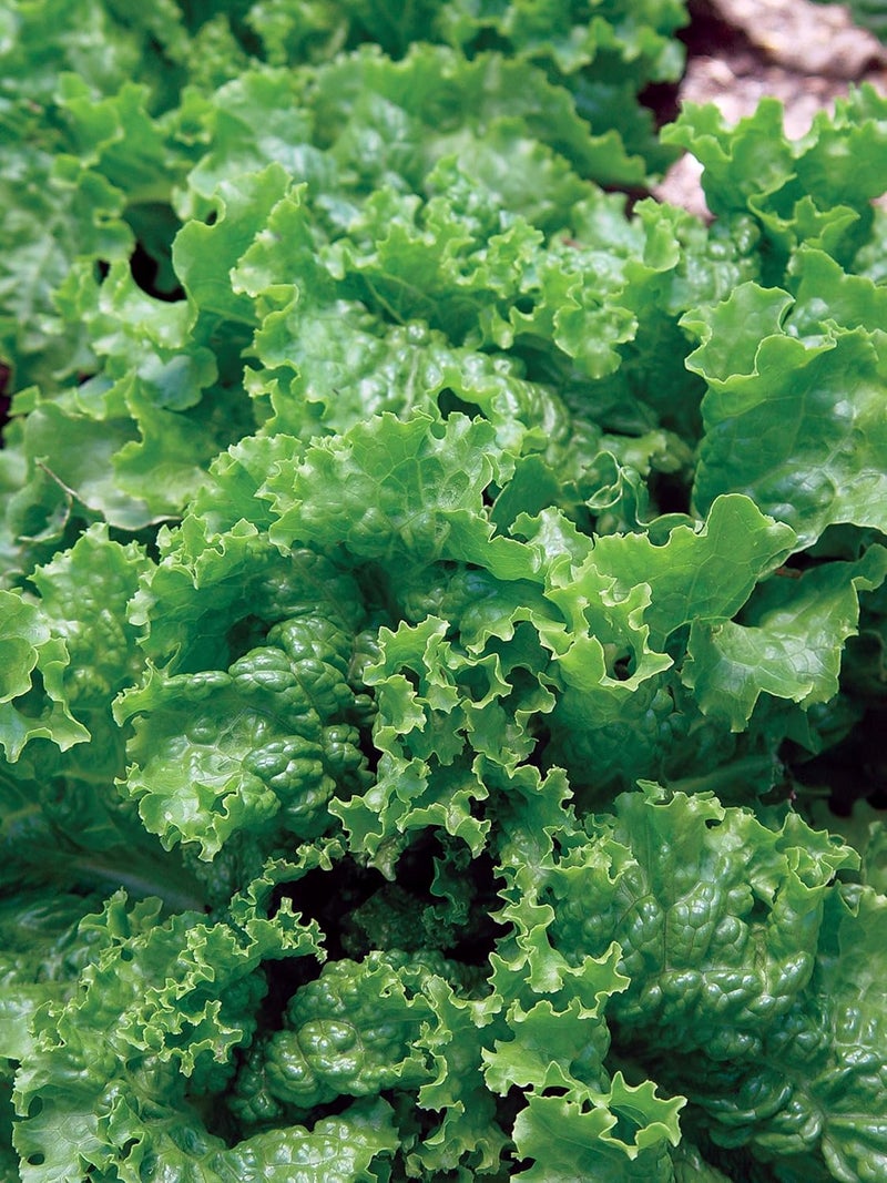 Burpee Green Ice Lettuce Seeds 1000 seeds - Image 3