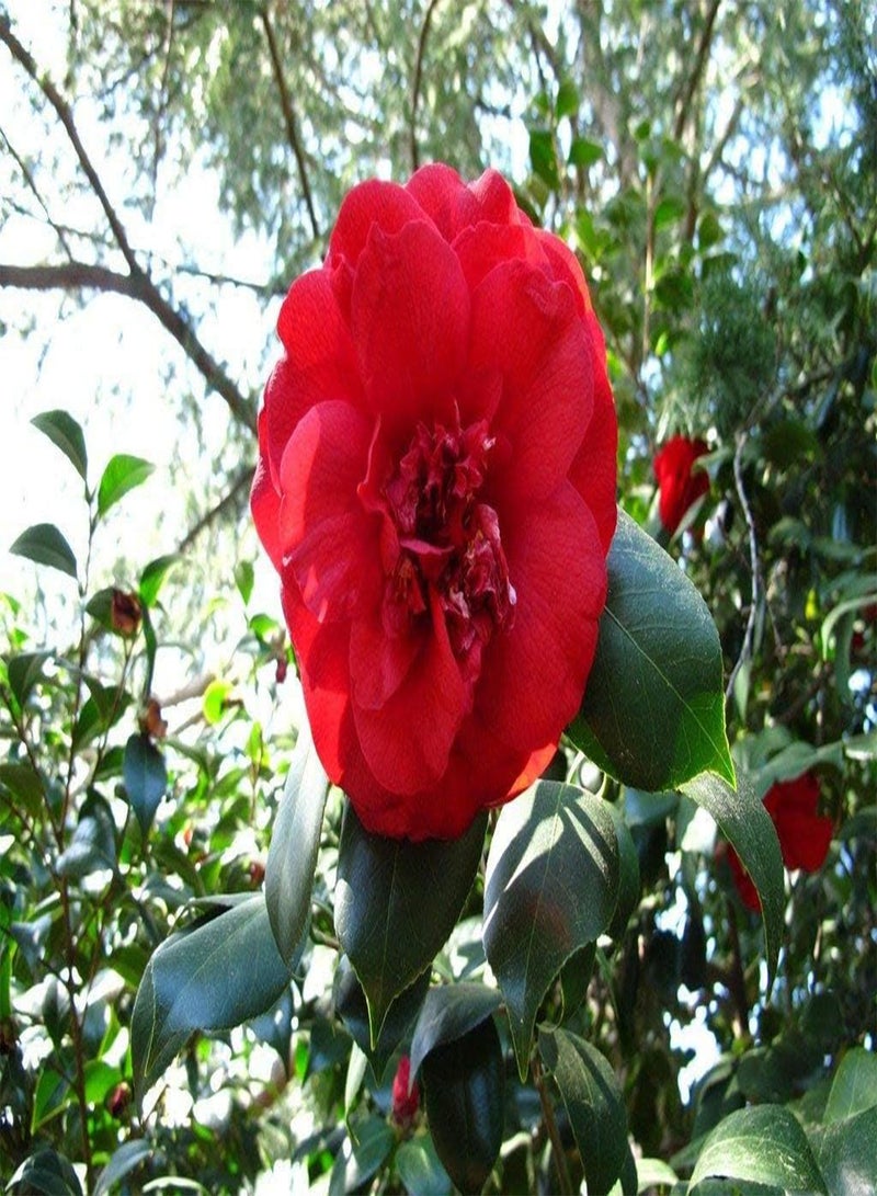 GGOOT 5pcs red Camellia Flower Seeds - Image 1