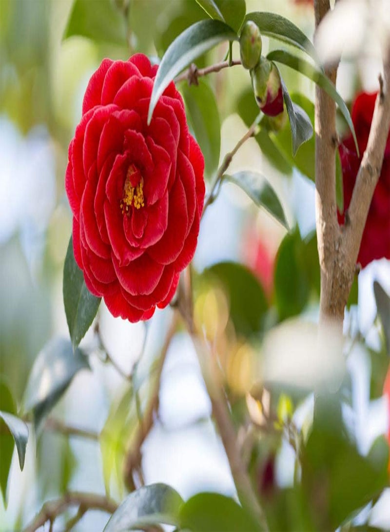 GGOOT 5pcs red Camellia Flower Seeds - Image 2