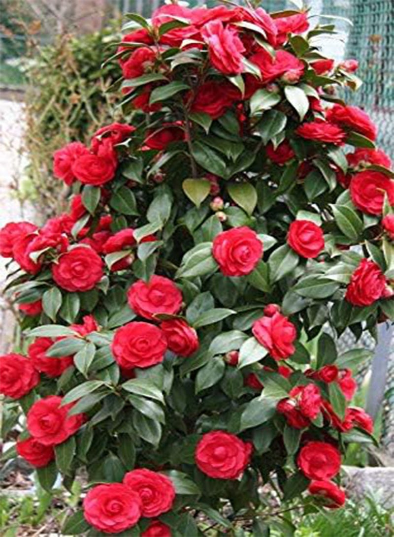 GGOOT 5pcs red Camellia Flower Seeds - Image 3