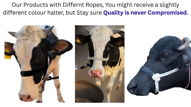 EFTI Cow Halter or Buffalo Halter with Belt Rope and 360° Rotatable Hinge, Cow Bufflo Mohri, Mohari, (Pack of 2 halters, Rope and 2 Snaphooks) - Image 3