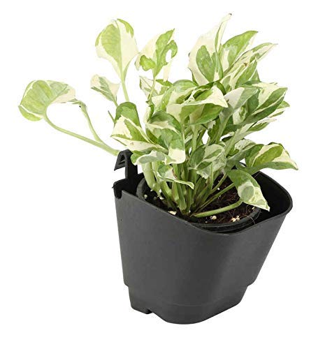 CAPPL 10 Pieces Black Vertical Garden Wall Hanging Pot, 12 Cm X 8 Centimeters - Image 3