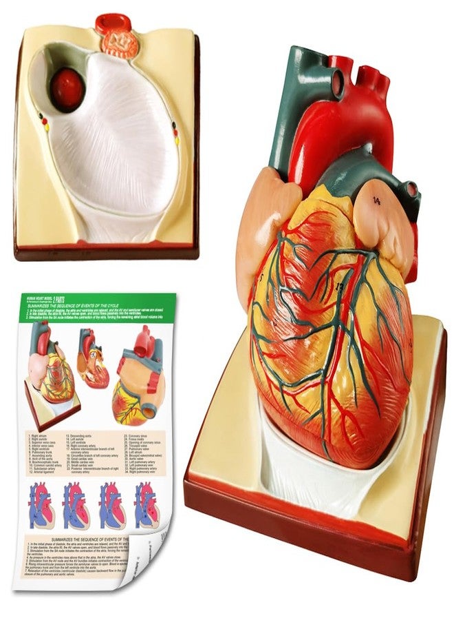 Generies Life Size Human Heart Model,2-Parts 1:1 Anatomical Heart Model On Diaphragm and Pericardium Base,34 Anatomical Structures Teaching Science Models for Classroom and Cardiology Study - Image 2